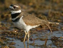 Image result for Charadrius vociferus