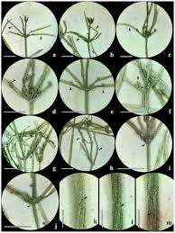 Attēlu rezultāti vaicājumam “Chara polyacantha”