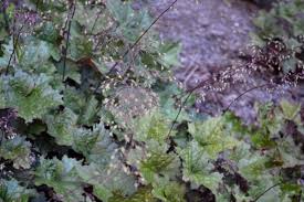 Image result for HEUCHERA americana 'Palace Purple Auslese'