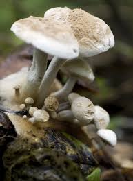 Attēlu rezultāti vaicājumam “Asterophora lycoperdoides”