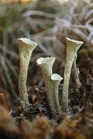 Attēlu rezultāti vaicājumam “Cladonia deformis”