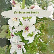 Attēlu rezultāti vaicājumam “Verbascum blattaria flower”