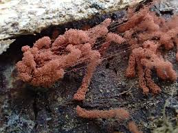 Attēlu rezultāti vaicājumam “Heterotrichia oerstedii (syn. Arcyria oerstedii) sessile”