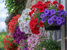 Image result for Petunia