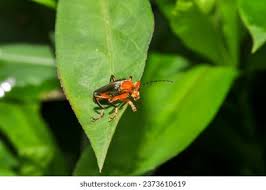 Attēlu rezultāti vaicājumam “Cantharis livida”