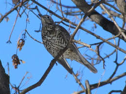 Attēlu rezultāti vaicājumam “Turdus viscivorus adult”