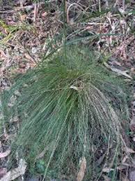 Attēlu rezultāti vaicājumam “Poa remota”