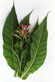 Attēlu rezultāti vaicājumam “Nicotiana tabacum leaf”