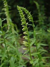 Image result for Digitalis lutea