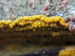 Attēlu rezultāti vaicājumam “Badhamia utricularis plasmodium”