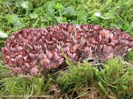 Image result for Podoscypha multizonata