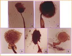 Attēlu rezultāti vaicājumam “Physarum pezizoideum macro”
