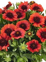 Image result for Gaillardia
