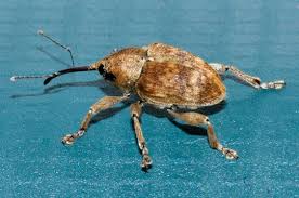 Attēlu rezultāti vaicājumam “Curculio venosus”