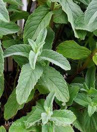Attēlu rezultāti vaicājumam “Mentha spicata”