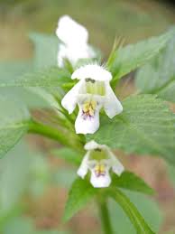 Attēlu rezultāti vaicājumam “Galeopsis tetrahit flower”