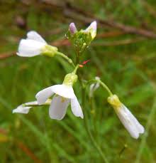 Attēlu rezultāti vaicājumam “Cardamine impatiens flower”