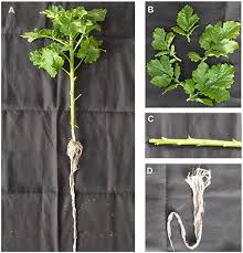 Attēlu rezultāti vaicājumam “Sinapis alba leaf”