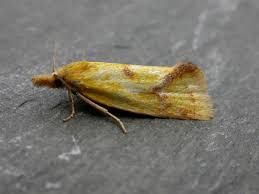 Attēlu rezultāti vaicājumam “Agapeta hamana”