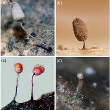 Attēlu rezultāti vaicājumam “Licea testudinacea plasmodium”