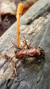 Attēlu rezultāti vaicājumam “Cordyceps”