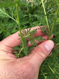 Image result for Artemisia annua