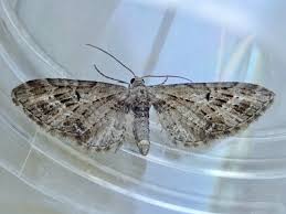 Attēlu rezultāti vaicājumam “Eupithecia exiguata”