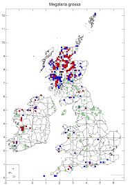 Attēlu rezultāti vaicājumam “Megalaria grossa”