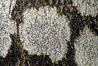 Attēlu rezultāti vaicājumam “Graphis scripta”