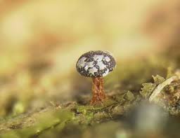 Attēlu rezultāti vaicājumam “Lycogala conicum sessile”