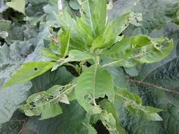 Attēlu rezultāti vaicājumam “Oenothera biennis leaf”