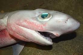 Image result for Hexanchus griseus