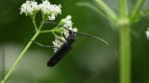 Attēlu rezultāti vaicājumam “Monochamus sutor”