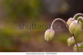 Attēlu rezultāti vaicājumam “Anemone sylvestris bud”