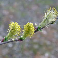 Attēlu rezultāti vaicājumam “Salix cinerea female flower”