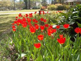 Attēlu rezultāti vaicājumam “Tulipa gesneriana”