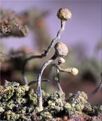 Attēlu rezultāti vaicājumam “Chaenotheca furfuracea”