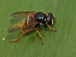 Attēlu rezultāti vaicājumam “Sericomyia lappona”