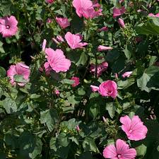 Image result for Lavatera trimestris