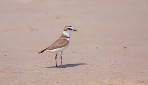 Attēlu rezultāti vaicājumam “Charadrius dubius adult”