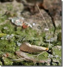 Attēlu rezultāti vaicājumam “Nematopogon sp.”