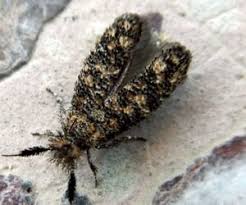 Attēlu rezultāti vaicājumam “Ypsolophidae”