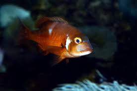 Image result for Chrysoblephus laticeps