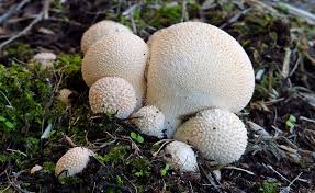 Attēlu rezultāti vaicājumam “Leptobryum pyriforme sporophyte”