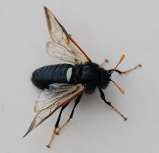 Attēlu rezultāti vaicājumam “Cimbex femoratus”