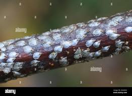 Attēlu rezultāti vaicājumam “Chionaspis salicis”