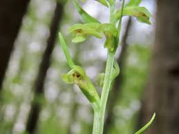 Attēlu rezultāti vaicājumam “Coeloglossum viride flower”