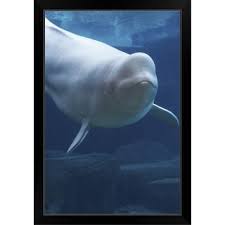 Image result for Delphinapterus leucas