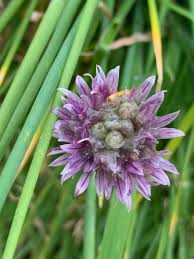 Attēlu rezultāti vaicājumam “Allium schoenoprasum bud”
