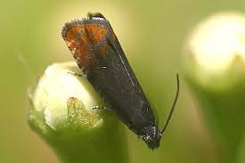 Attēlu rezultāti vaicājumam “Pammene rhediella”